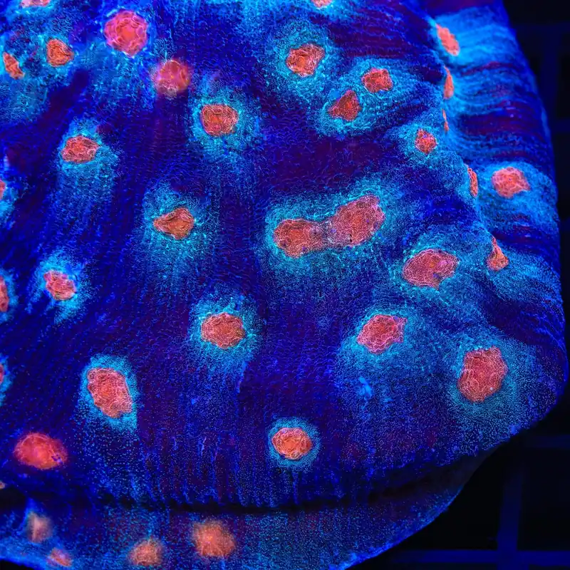 ACI Mike the Mycedium Chalice Coral - TSA Coral