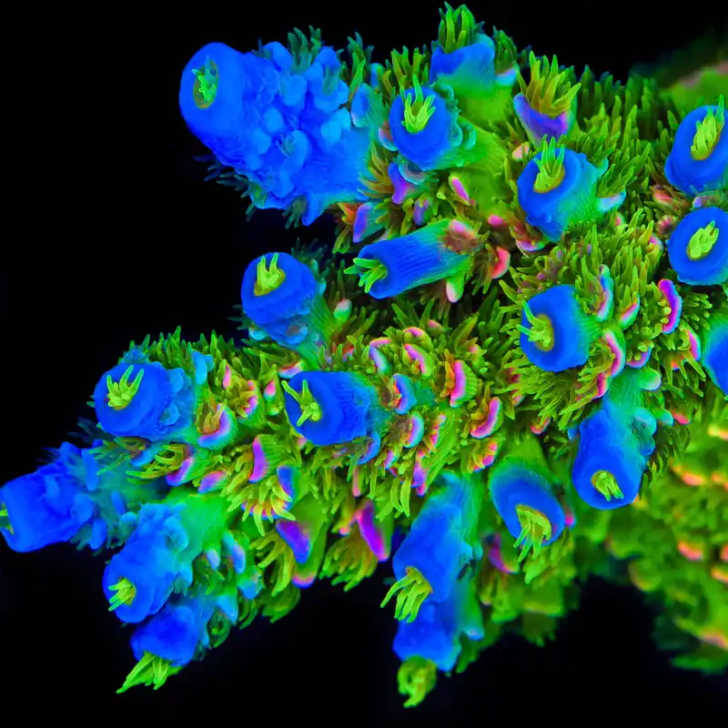 JF Homewrecker Tenuis Acropora Coral - TSA Coral