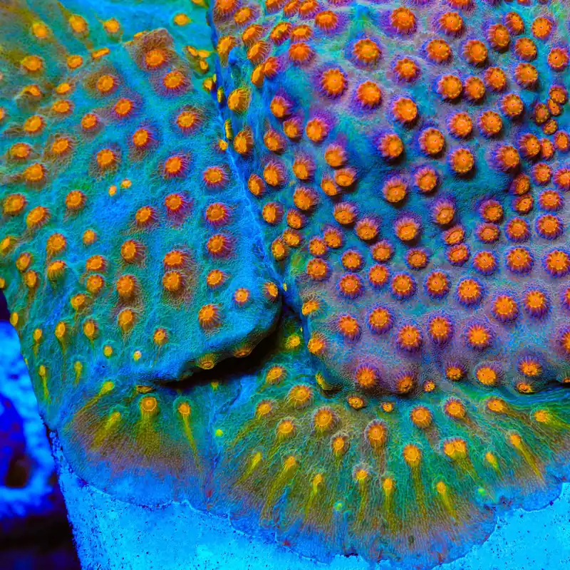 JF Buzz Kill Cyphastrea Coral - TSA Coral