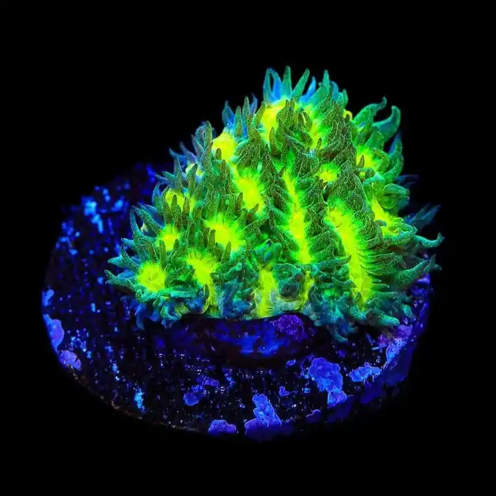 TSA Lemon Lime Hydnophora Coral - TSA Coral