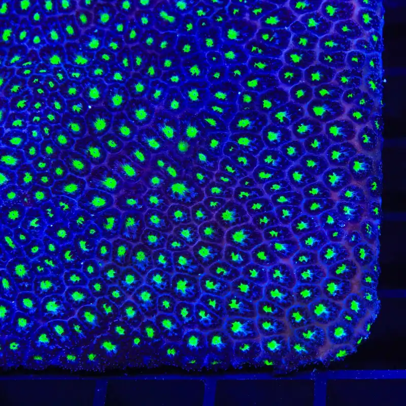 TSA Ghoul Wrangler Leptastrea Coral - TSA Coral