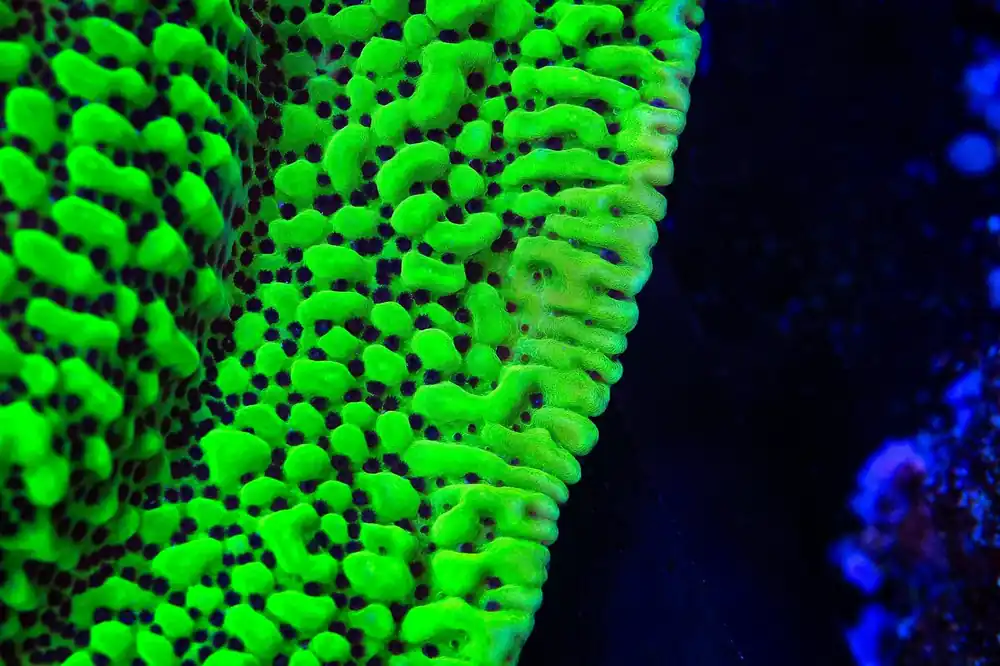 TSA Appleberry Montipora Coral - TSA Coral