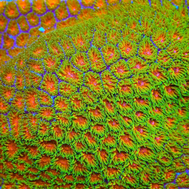 TSA Rising Sun Leptastrea Coral - TSA Coral