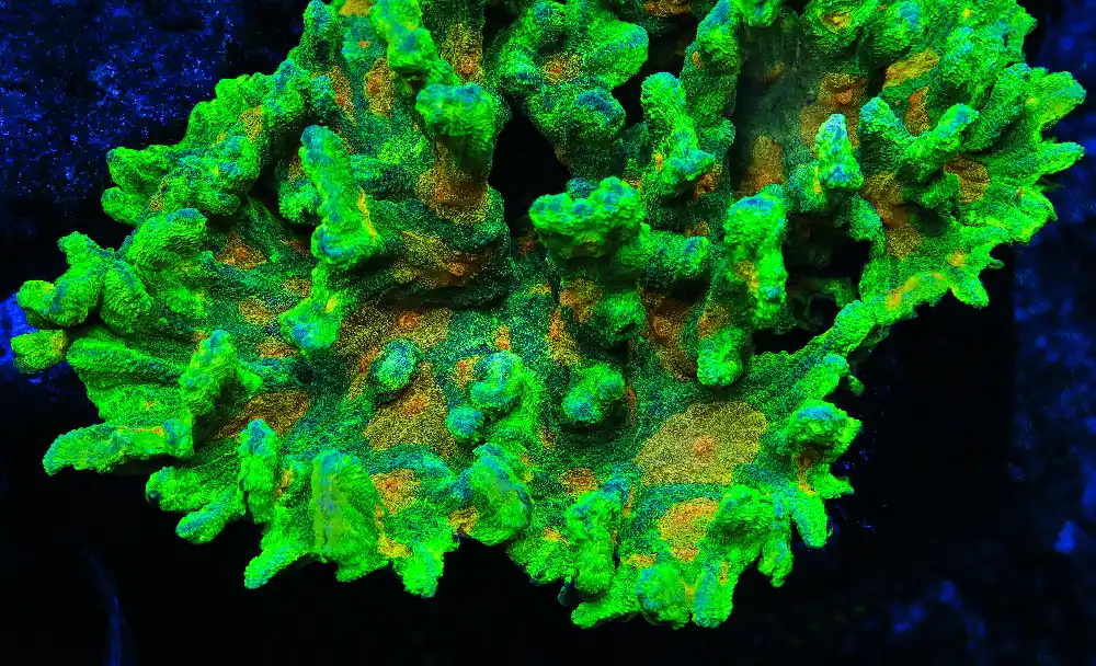 Space Invader Pectinia Coral - TSA Coral