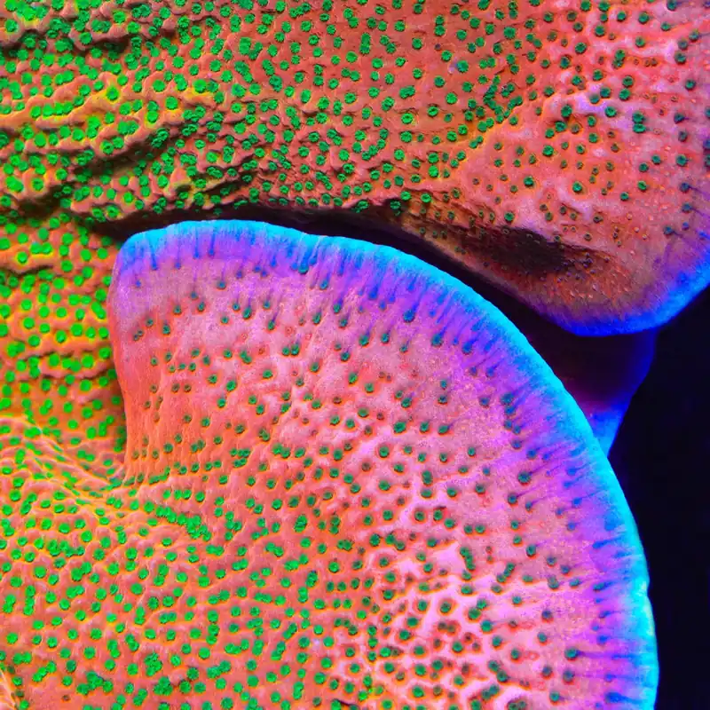 TSA Sugar High Montipora Coral - TSA Coral