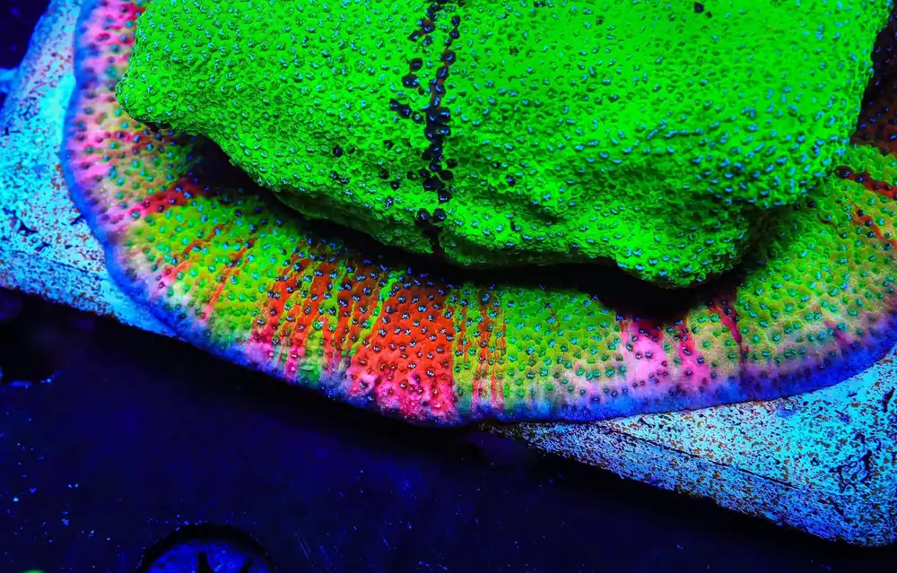 TSA Danger Zone Montipora Coral - TSA Coral