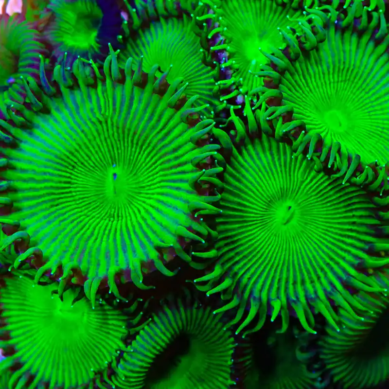 TSA Green Implosion Palythoa Coral - TSA Coral