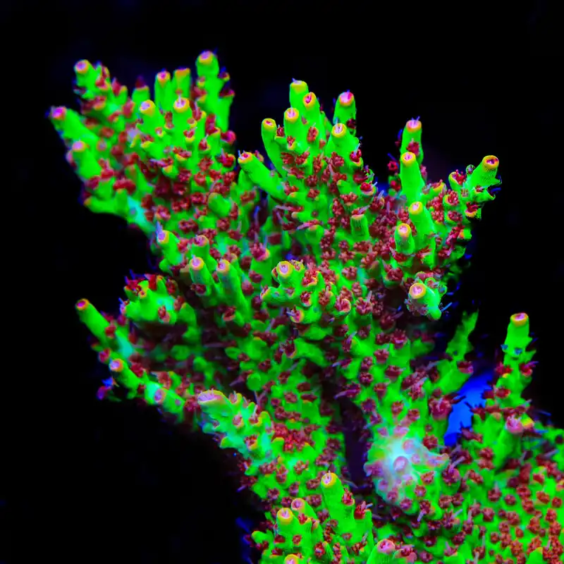 TSA Flame Tip Microclados Acropora Coral - TSA Coral