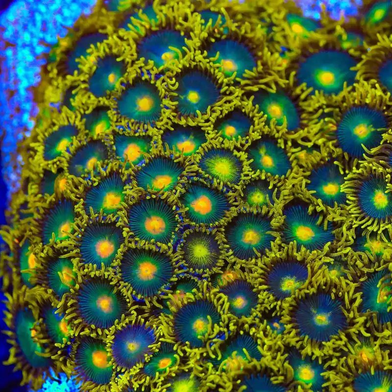 Green Bay Packer Zoanthids Coral - TSA Coral