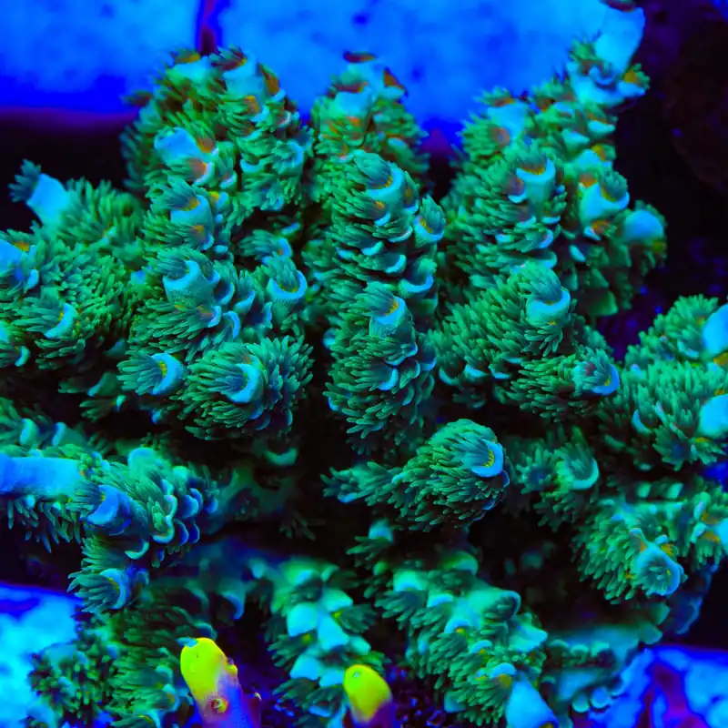 TSA Captain Planet Tenuis Acropora Coral - TSA Coral
