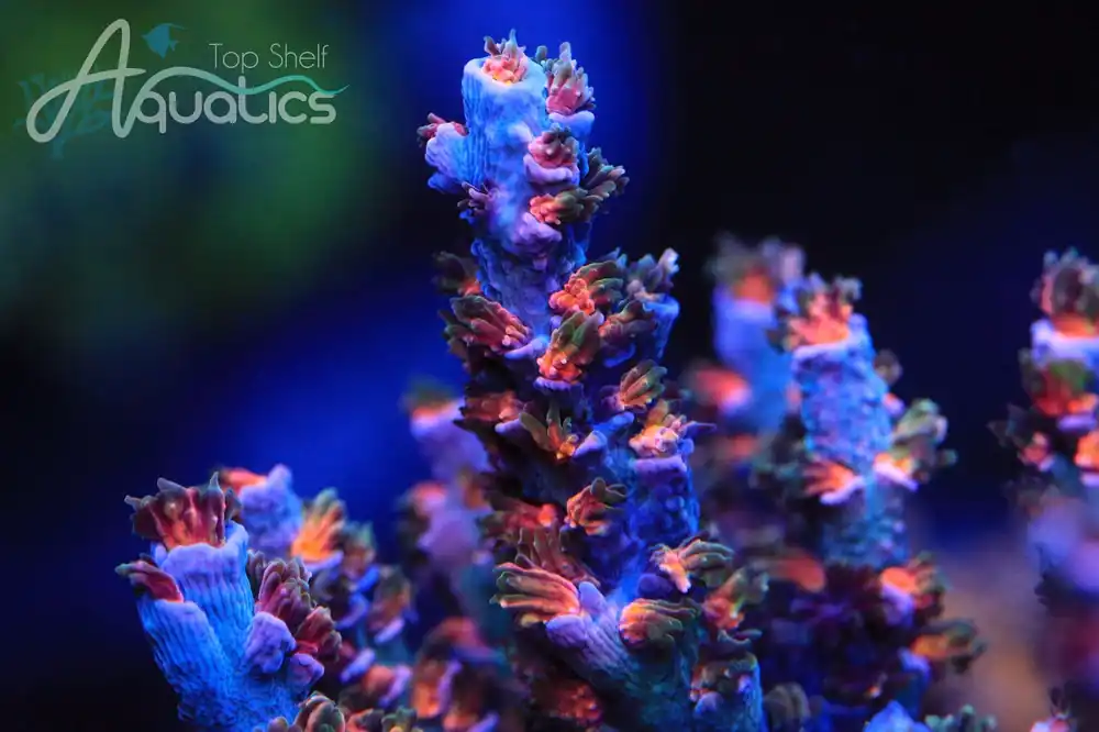 TSA Death Grimace Tenuis Acropora Coral - TSA Coral