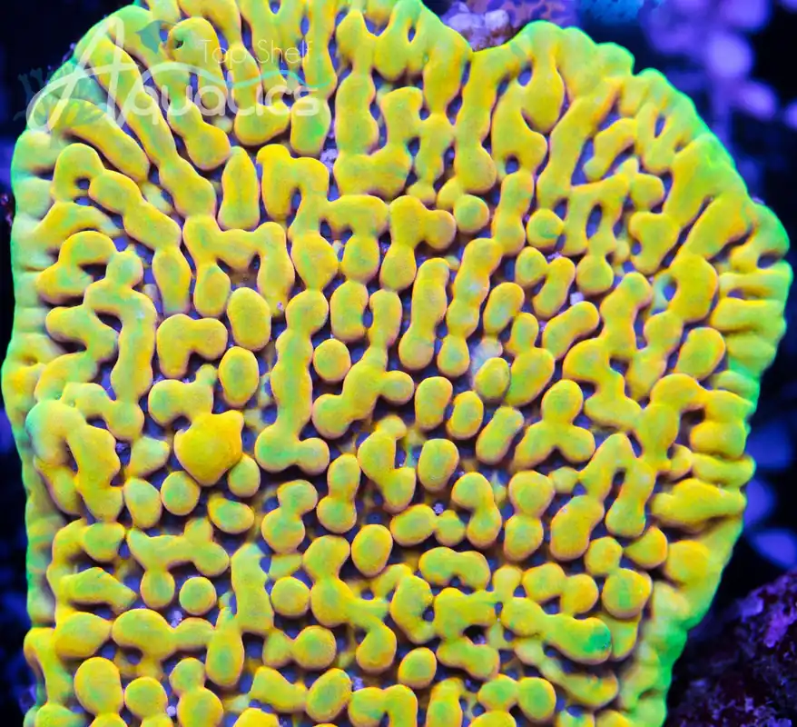 TSA Minions Montipora Coral - TSA Coral