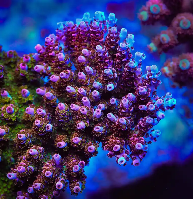 PC Superman Acropora Coral - TSA Coral