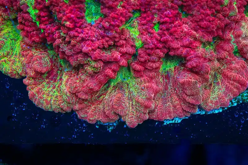 TSA McFavia Favia Coral - TSA Coral