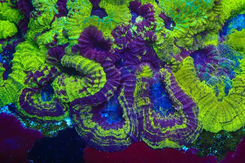 TSA Big Bang Favia Coral - TSA Coral