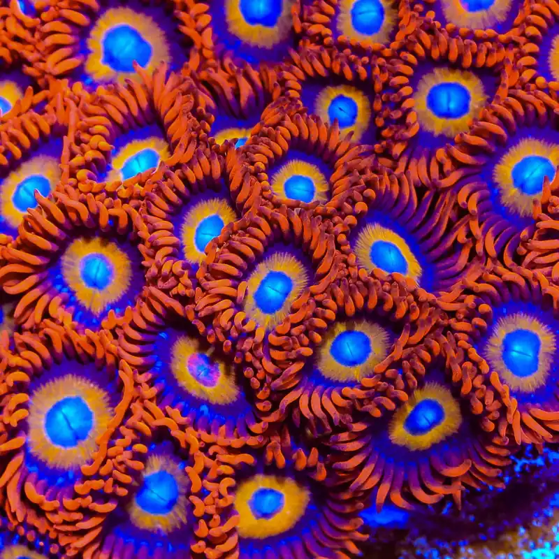 Blue Eyed Blondie Zoanthids Coral - TSA Coral