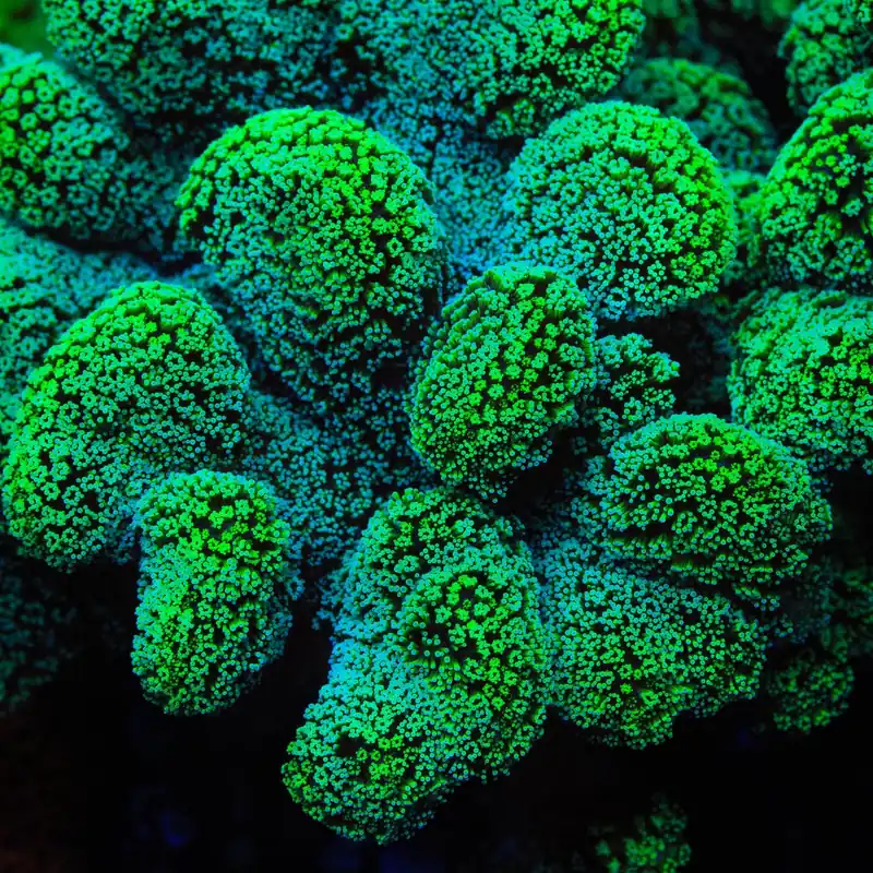 Green Stylophora Coral - TSA Coral