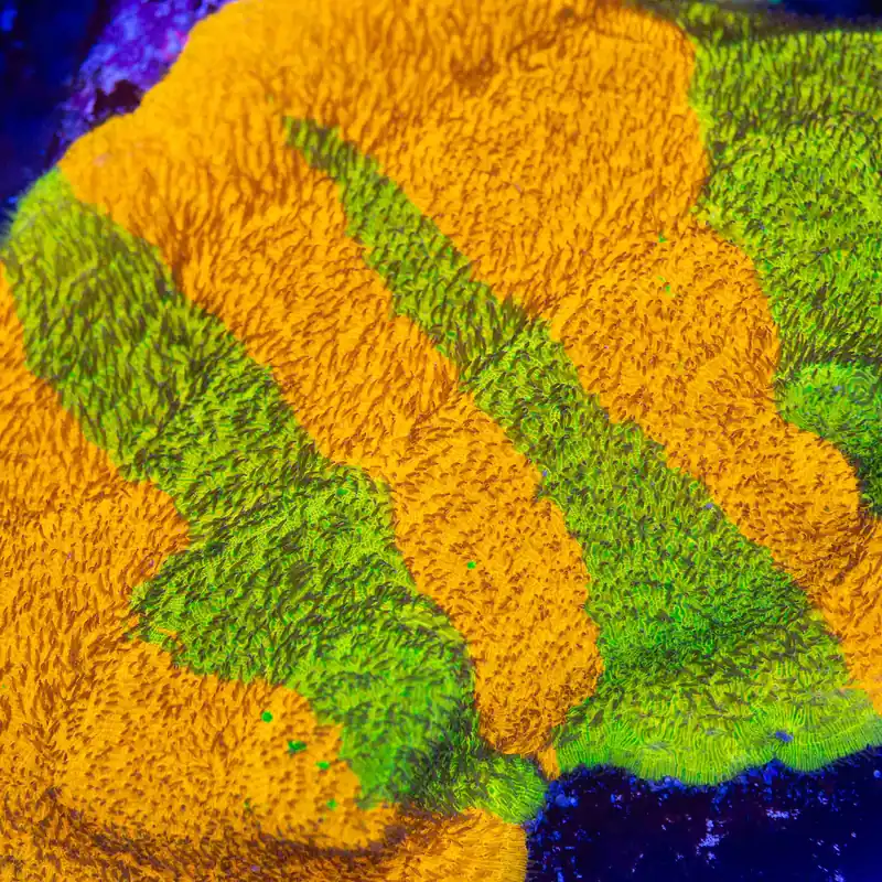 TSA Citrus Blast Grafted Lithophyllon Coral - TSA Coral