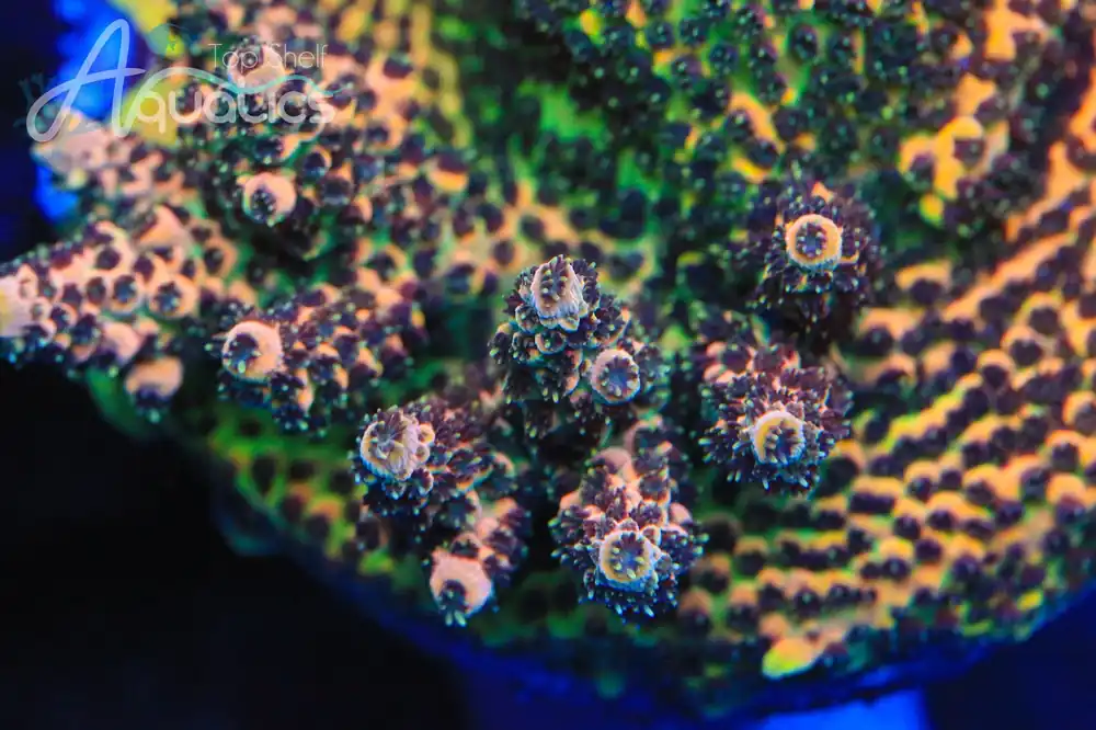 TSA Gorilla Glue Acropora Coral - TSA Coral