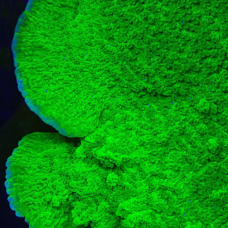Green Montipora Cap Coral - TSA Coral
