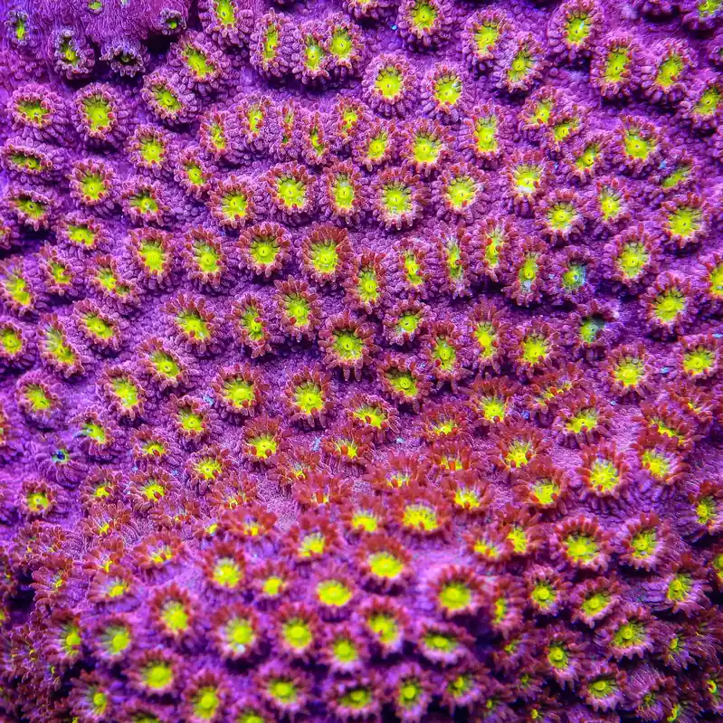 CB Bling Bling Cyphastrea Coral - TSA Coral