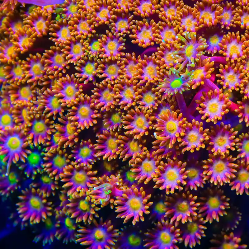 TSA Fantasia Goniopora Coral - TSA Coral