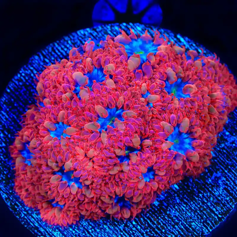 Blue Raven Merletti Blastomussa Coral - TSA Coral