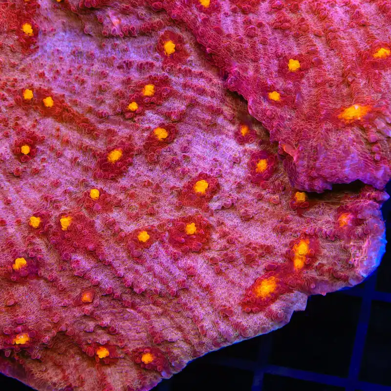 TSA Golden Eye Chalice Coral - TSA Coral