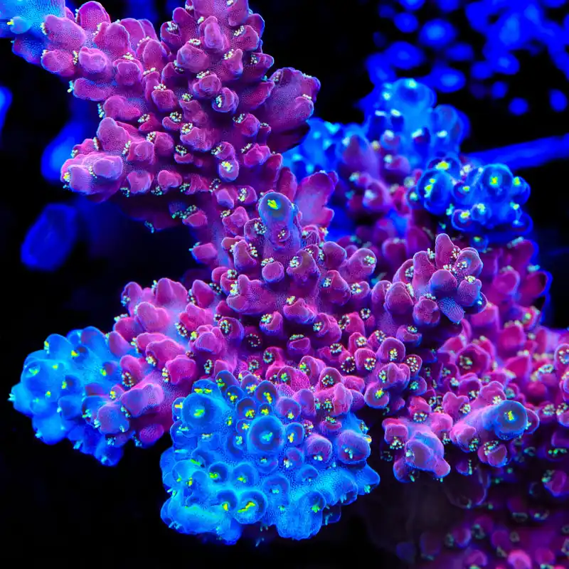 TSA Dantes Inferno Acropora Coral - TSA Coral