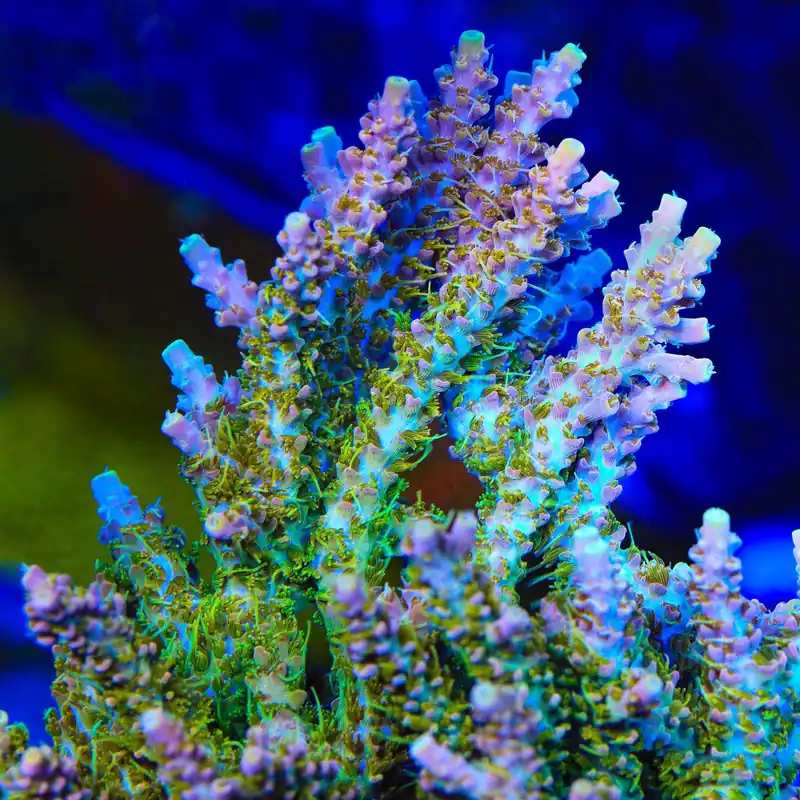 CC Voodoo Majick Acropora Coral - TSA Coral