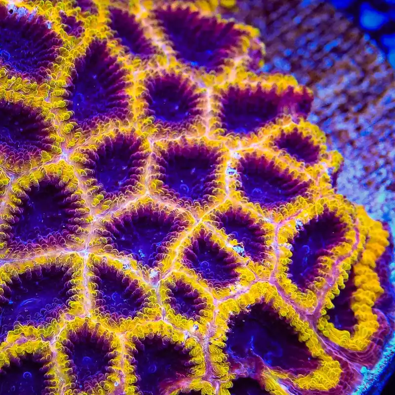 TSA Wolverine Favia Coral - TSA Coral