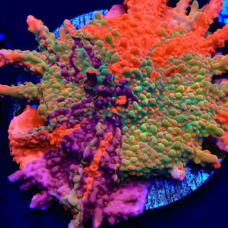 TSA Fruit Swirl Tricolor Grafted Montipora Setosa Coral - TSA Coral