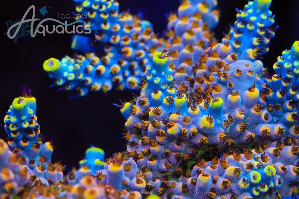 TSA Triple Sec Acropora Coral - TSA Coral