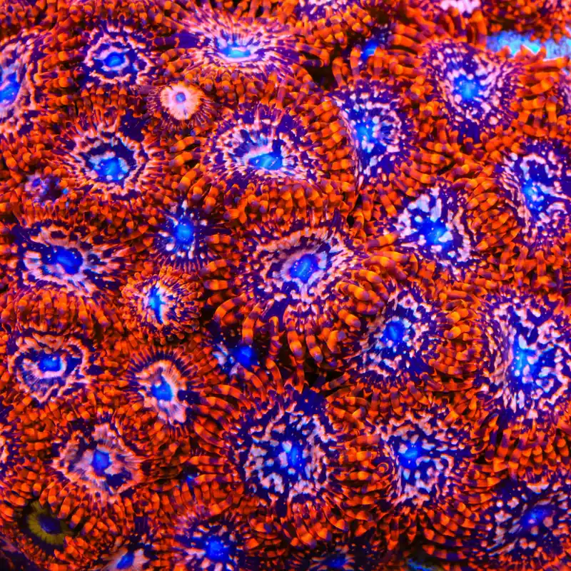 Utter Chaos Zoanthids Coral - TSA Coral