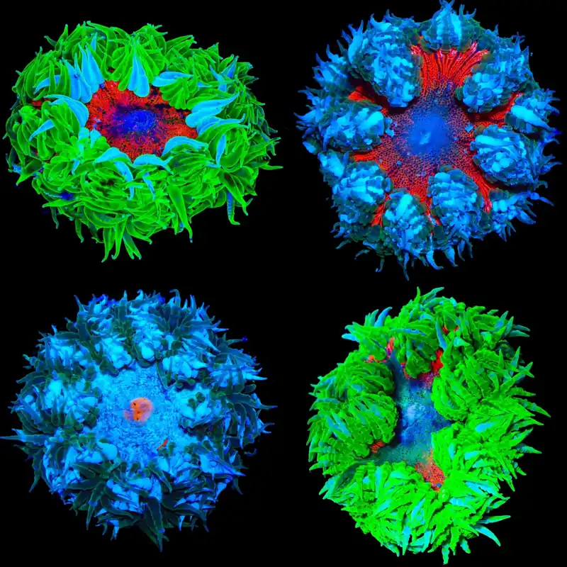 Rock Flower Anemone - TSA Coral