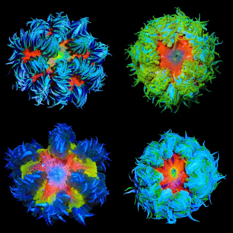 Ultra Grade Rock Flower Anemone - TSA Coral