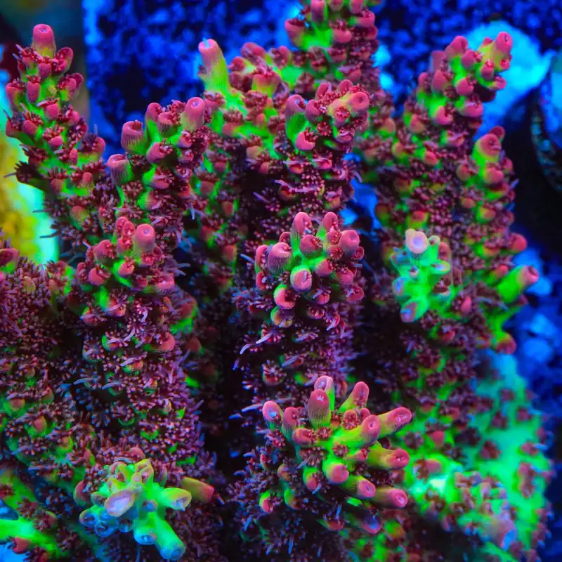 TSA Strawberry Shortcake Acropora Coral - TSA Coral