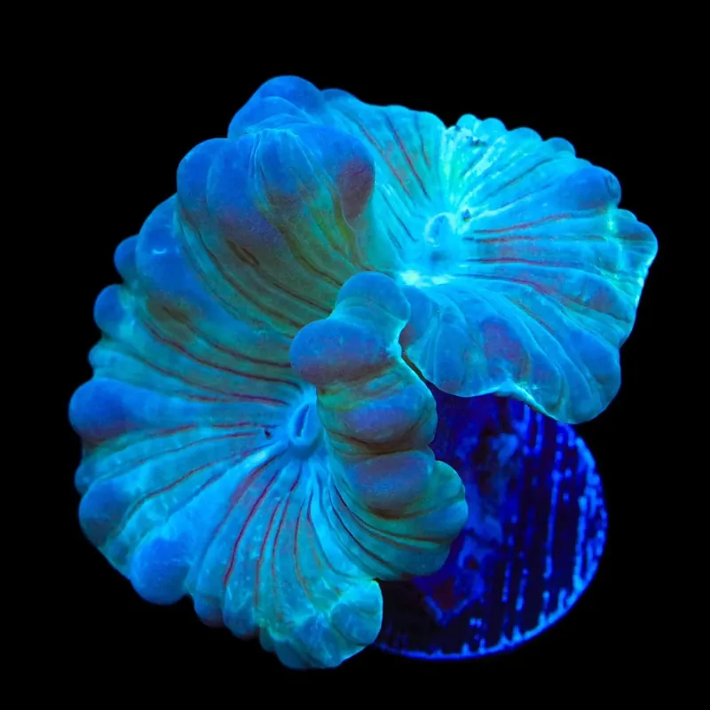 Fox Coral - TSA Coral