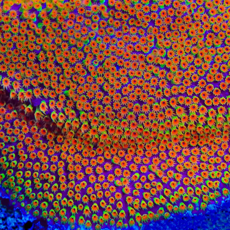 Looney Tunes Stylocoeniella Coral - TSA Coral