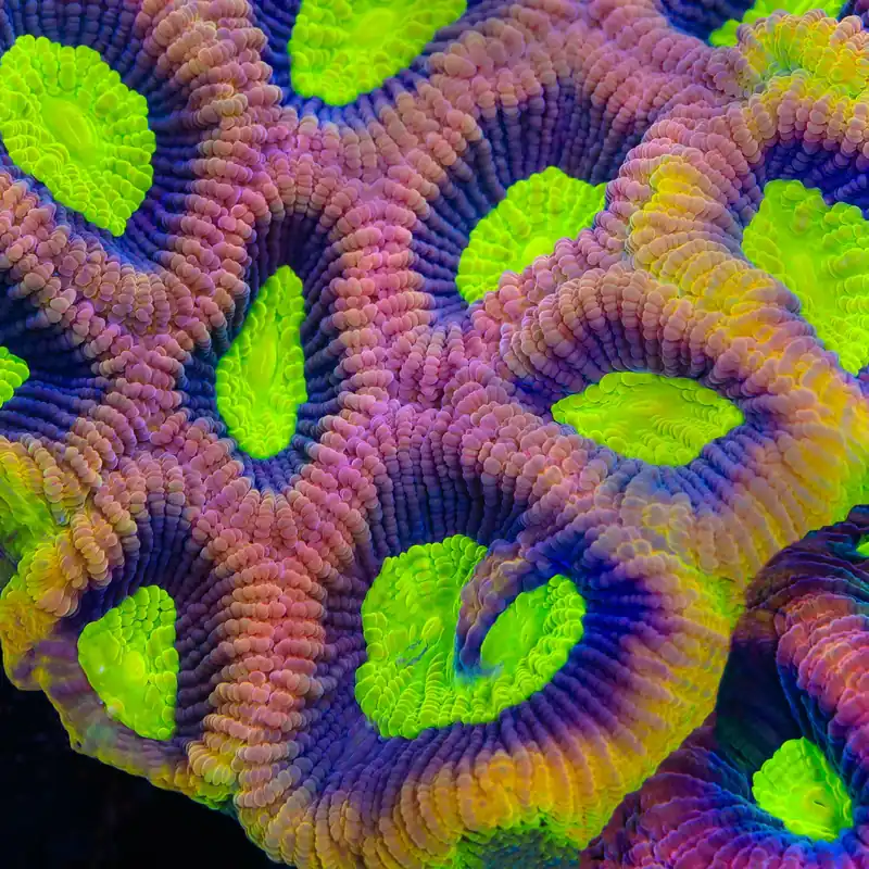 Dragon Soul Favia Coral - TSA Coral