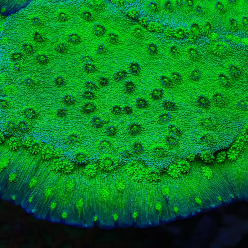 Hollywood Stunner Chalice Coral - TSA Coral