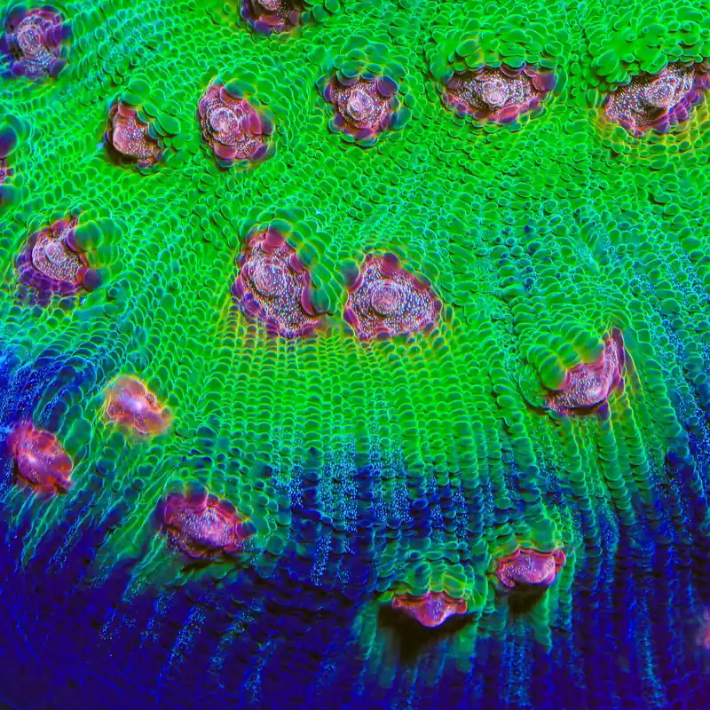 TSA Demogorgon Chalice Coral - TSA Coral