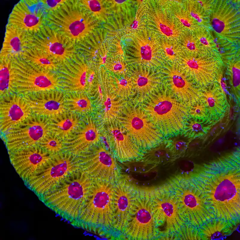 UC Fascination Favia Coral - TSA Coral