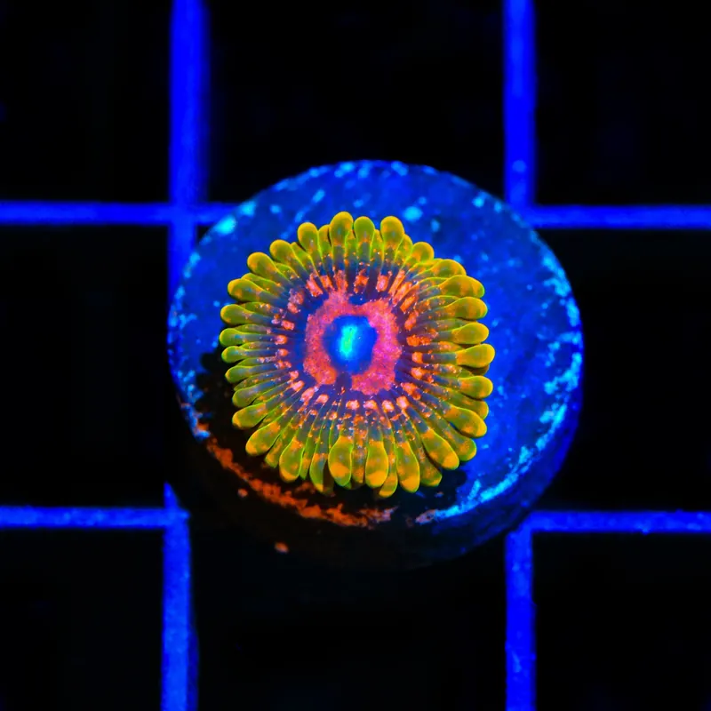Grand Master Krakatoa Zoanthids Coral - TSA Coral