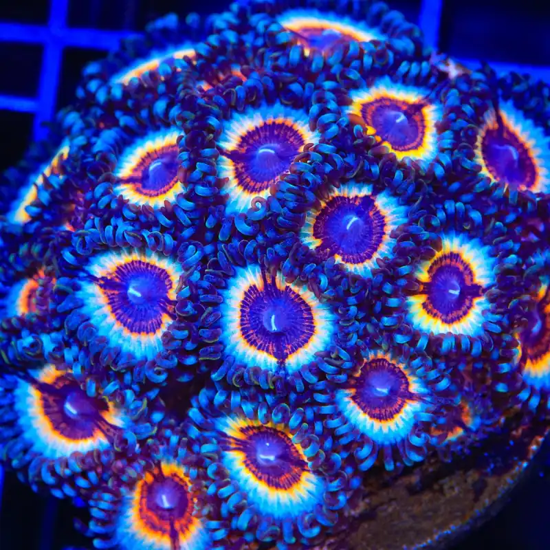 TSA Little Shop of Nightmare Zoanthids Coral - TSA Coral