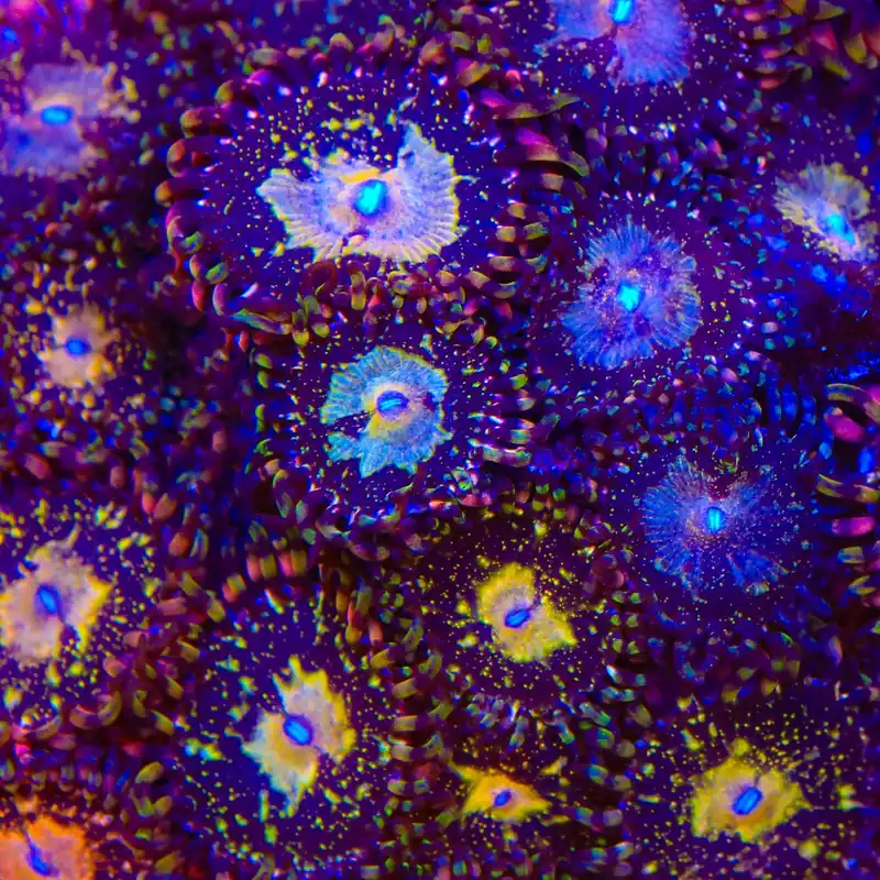 TSA Space Leopard Zoanthids Coral - TSA Coral
