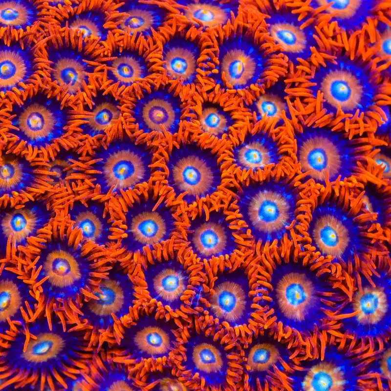 ECC Shatterfield Zoanthids Coral - TSA Coral