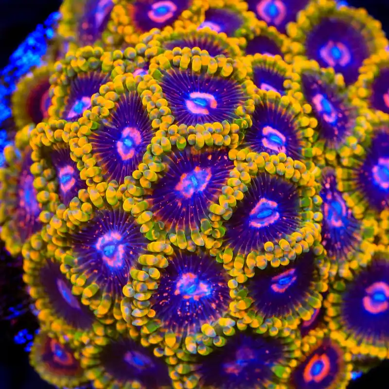 Mind Trick Zoanthids Coral - TSA Coral