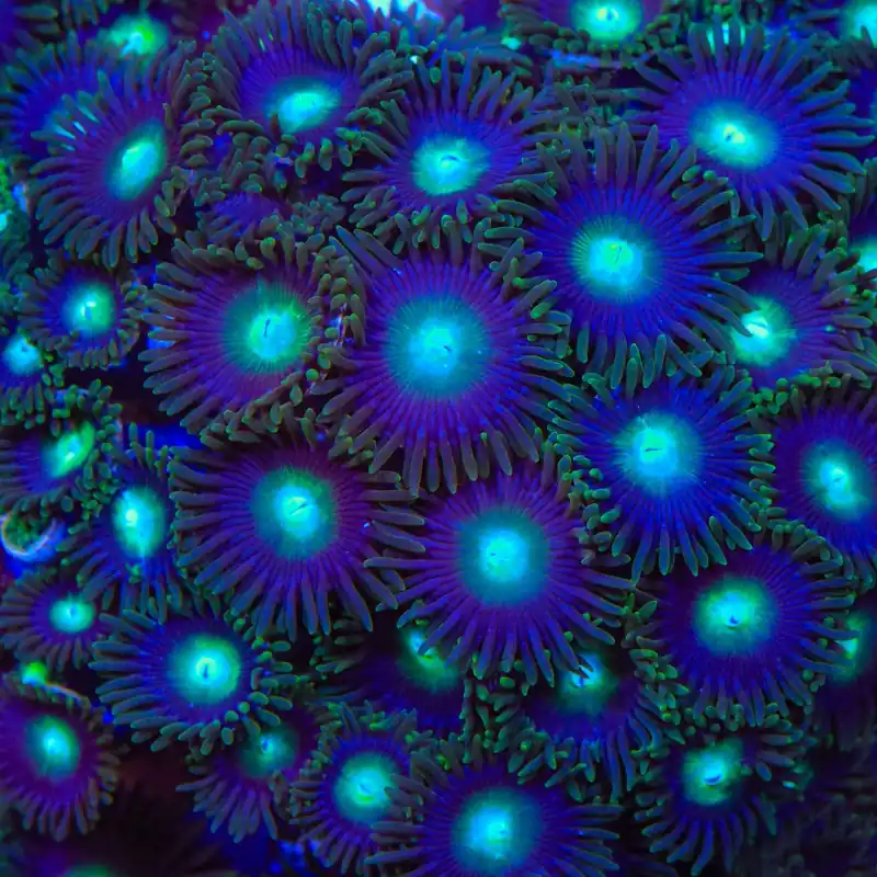 TSA Green Goblin Zoanthids Coral - TSA Coral