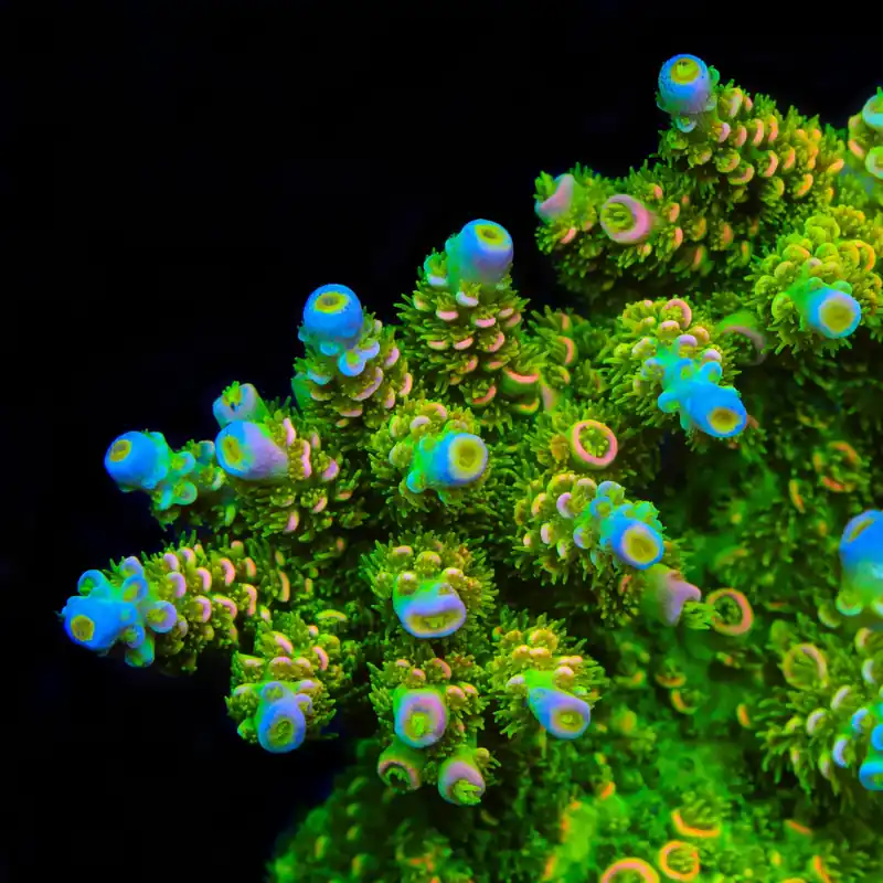 TSA Rainbow Supernova Tenuis Acropora Coral - TSA Coral